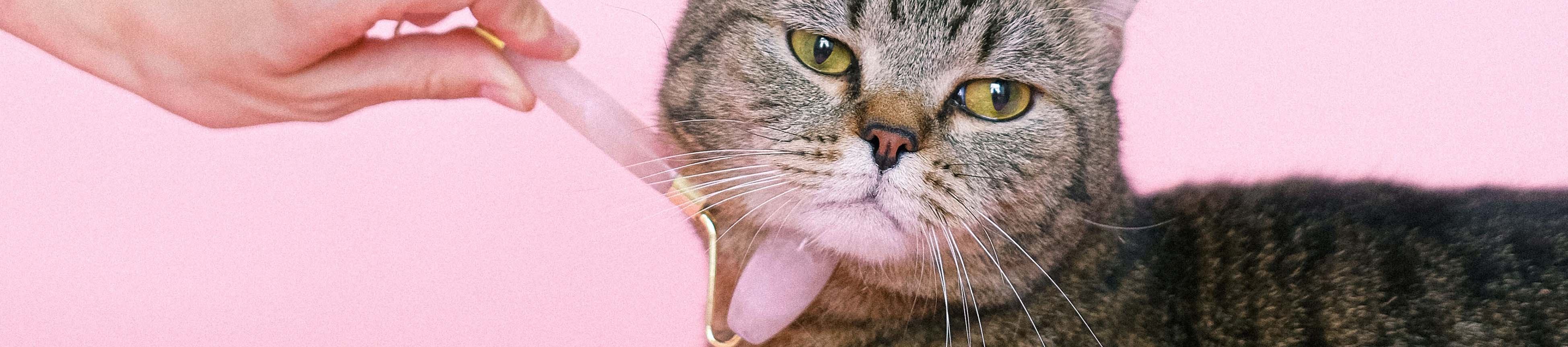 Cat Supplies Cat Supplies