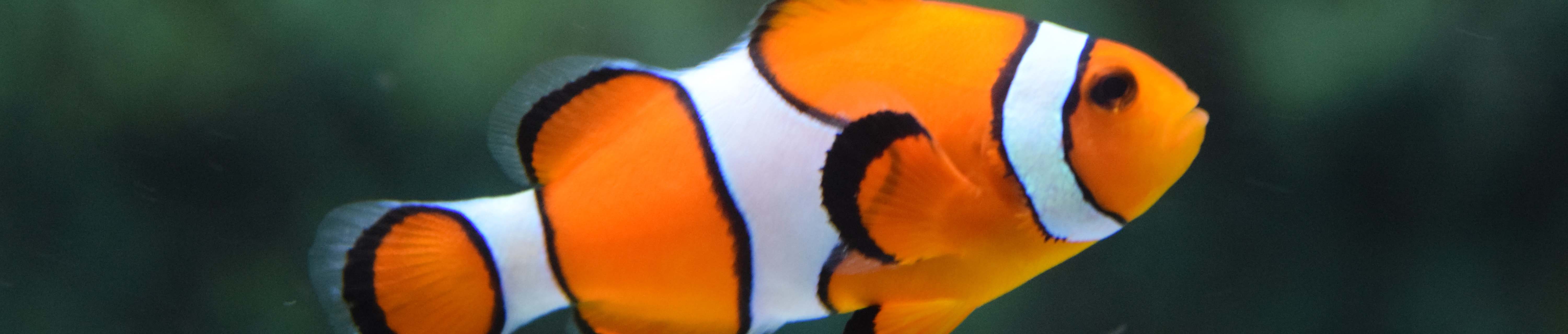 Fish Supplies Fish Supplies