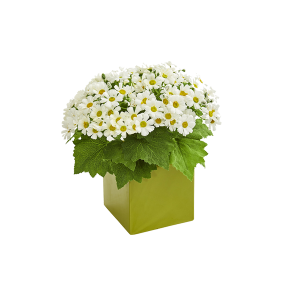 Nearly Natural 1830-WH White Daisy Artificial Arrangement In Green Vase